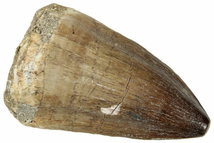 Fossil Mosasaur (Thalassotitan) Tooth - Morocco #326499